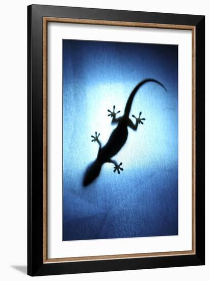 Silhouetted Gecko-Robbie Shone-Framed Photographic Print