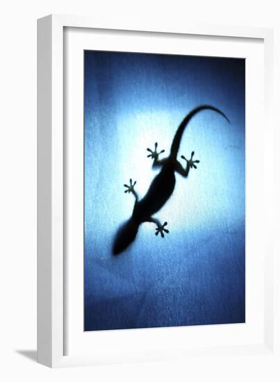 Silhouetted Gecko-Robbie Shone-Framed Photographic Print