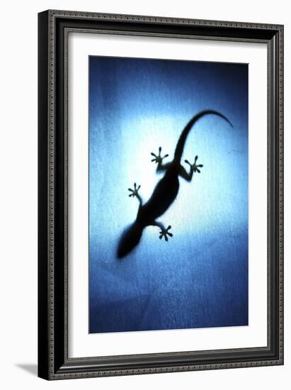 Silhouetted Gecko-Robbie Shone-Framed Photographic Print