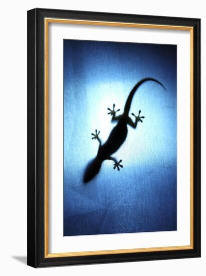 Silhouetted Gecko-Robbie Shone-Framed Photographic Print