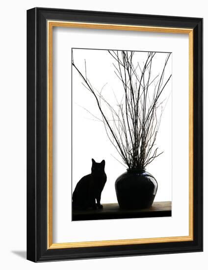 Silhouetted image of a cat by a flower pot, Los Angeles, California, USA.-Julien McRoberts-Framed Photographic Print