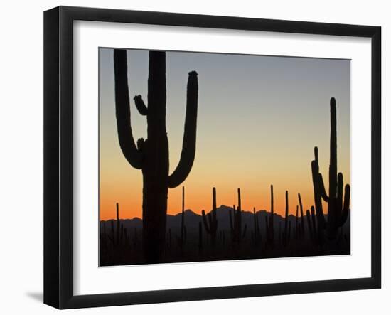 Silhouetted Saguaro Cactus at Sunset in Saguaro Np, Arizona, USA-Philippe Clement-Framed Photographic Print