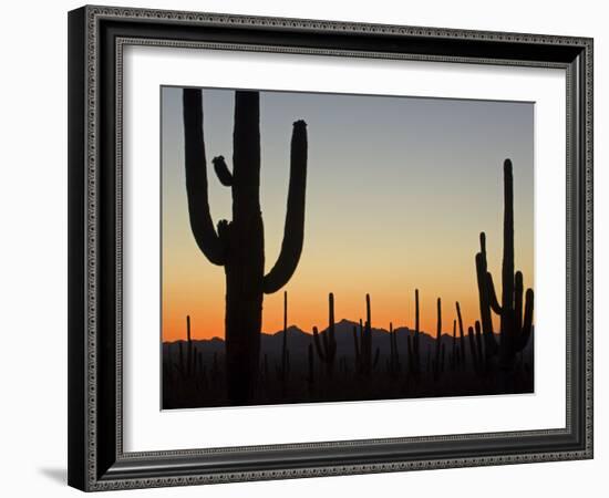 Silhouetted Saguaro Cactus at Sunset in Saguaro Np, Arizona, USA-Philippe Clement-Framed Photographic Print