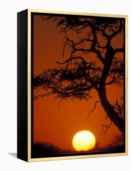 Silhouetted Tree Branches, Kalahari Desert, Kgalagadi Transfrontier Park, South Africa-Paul Souders-Framed Premier Image Canvas