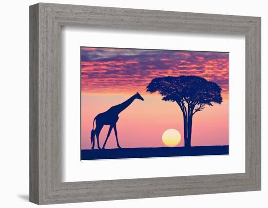 Silhouettes of Giraffe and Acacia Tree against the Beautiful Sunset Sky in the Serengeti Park. Tanz-Protasov AN-Framed Photographic Print