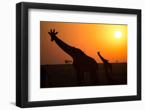 Silhouettes of giraffe (Giraffa camelopardalis) at sunset, Serengeti National Park, Tanzania, East -null-Framed Photographic Print