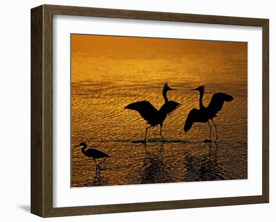 Silhouettes of Reddish Egrets Conduct Mating Dance in Gold-Colored Water-Arthur Morris-Framed Photographic Print