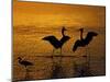 Silhouettes of Reddish Egrets Conduct Mating Dance in Gold-Colored Water-Arthur Morris-Mounted Photographic Print