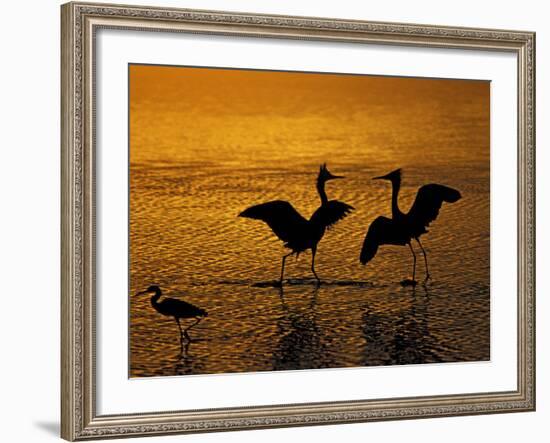 Silhouettes of Reddish Egrets Conduct Mating Dance in Gold-Colored Water-Arthur Morris-Framed Photographic Print