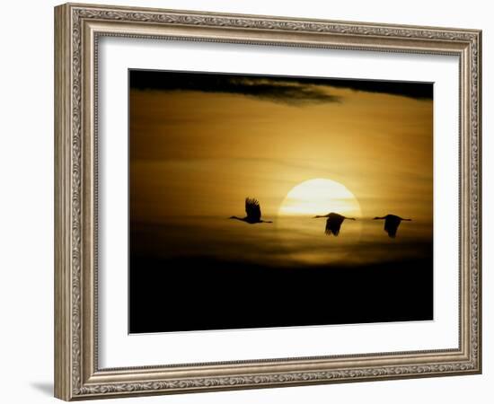 Silhouettes of Sandhill Cranes, Bosque Del Apache National Wildlife Reserve, New Mexico, USA-Arthur Morris-Framed Photographic Print