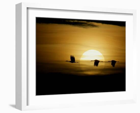 Silhouettes of Sandhill Cranes, Bosque Del Apache National Wildlife Reserve, New Mexico, USA-Arthur Morris-Framed Photographic Print