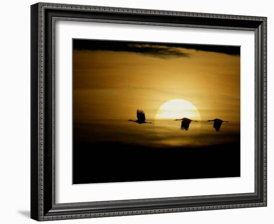 Silhouettes of Sandhill Cranes, Bosque Del Apache National Wildlife Reserve, New Mexico, USA-Arthur Morris-Framed Photographic Print