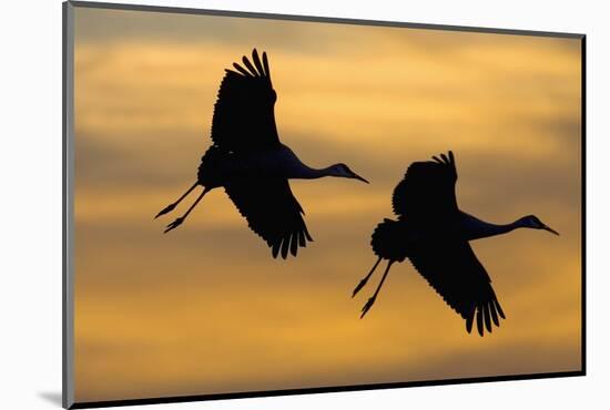 Silhouettes of Two Sandhill Cranes-Darrell Gulin-Mounted Photographic Print