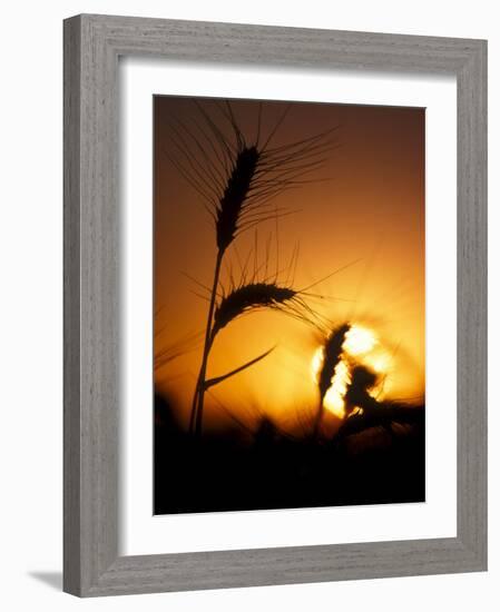 Silhouettes of Wheat Plants at Sunset-Janis Miglavs-Framed Photographic Print