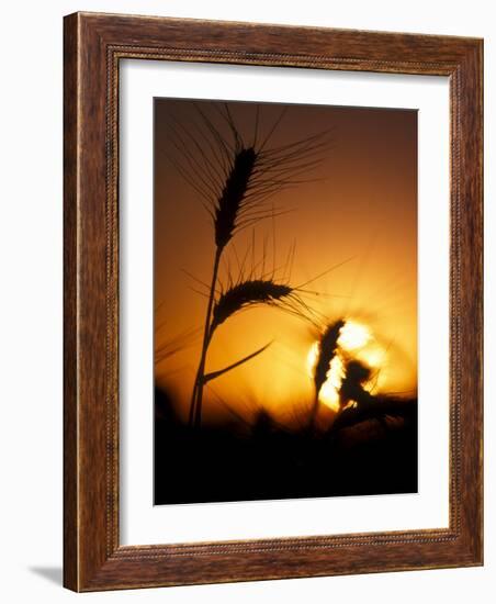 Silhouettes of Wheat Plants at Sunset-Janis Miglavs-Framed Photographic Print