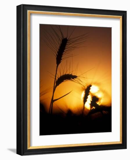 Silhouettes of Wheat Plants at Sunset-Janis Miglavs-Framed Photographic Print