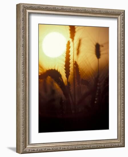Silhouettes of Wheat Plants at Sunset-Janis Miglavs-Framed Photographic Print