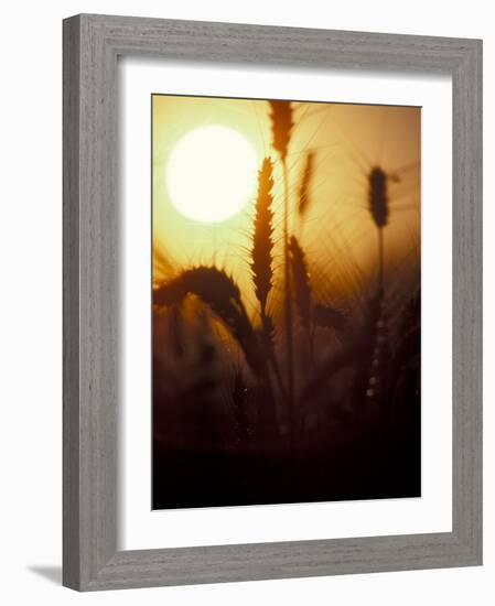 Silhouettes of Wheat Plants at Sunset-Janis Miglavs-Framed Photographic Print