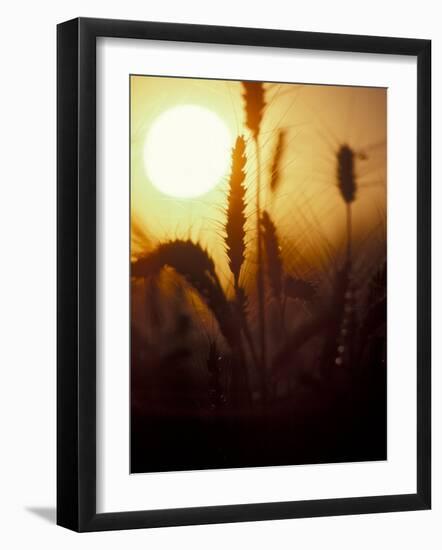 Silhouettes of Wheat Plants at Sunset-Janis Miglavs-Framed Photographic Print