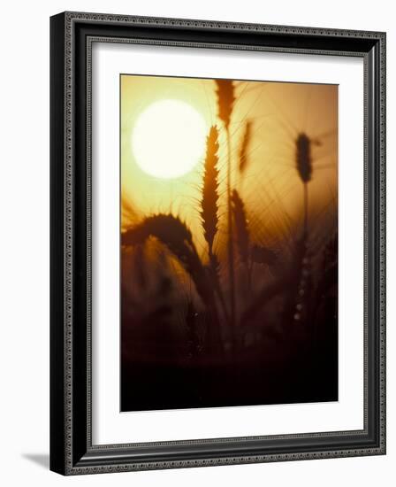 Silhouettes of Wheat Plants at Sunset-Janis Miglavs-Framed Photographic Print