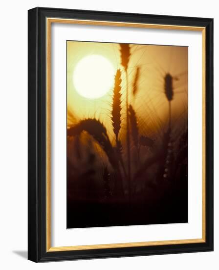 Silhouettes of Wheat Plants at Sunset-Janis Miglavs-Framed Photographic Print