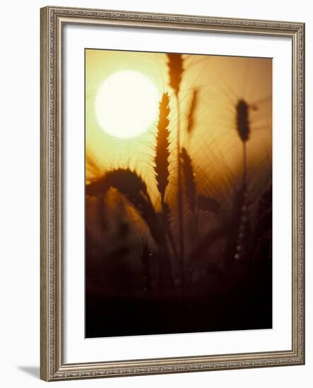 Silhouettes of Wheat Plants at Sunset-Janis Miglavs-Framed Photographic Print