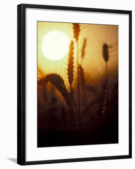 Silhouettes of Wheat Plants at Sunset-Janis Miglavs-Framed Photographic Print