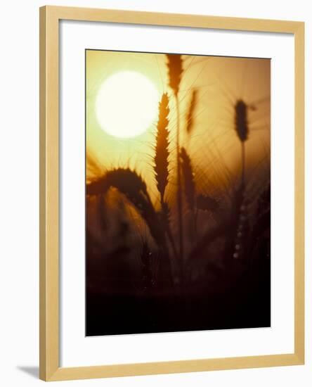 Silhouettes of Wheat Plants at Sunset-Janis Miglavs-Framed Photographic Print