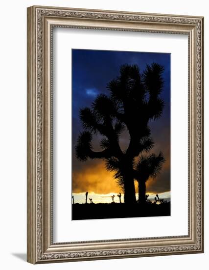 Silhouettte Of Joshua Tree (Yucca Brevifolia) At Sunset, Joshua Tree National Park, Mojave Desert-Jouan Rius-Framed Photographic Print