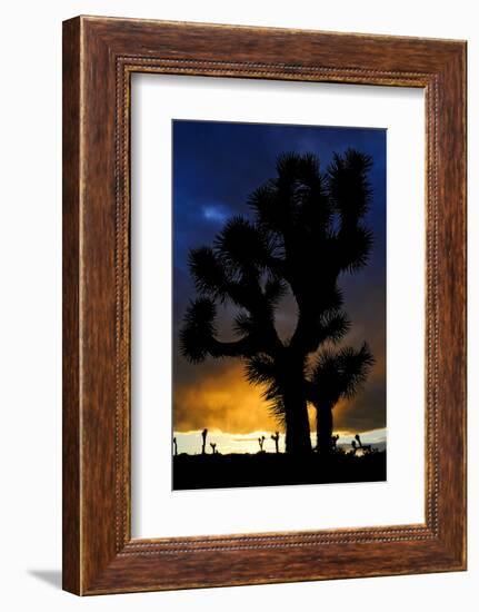 Silhouettte Of Joshua Tree (Yucca Brevifolia) At Sunset, Joshua Tree National Park, Mojave Desert-Jouan Rius-Framed Photographic Print