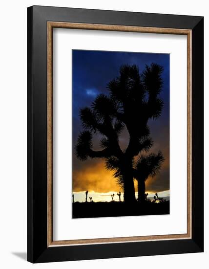 Silhouettte Of Joshua Tree (Yucca Brevifolia) At Sunset, Joshua Tree National Park, Mojave Desert-Jouan Rius-Framed Photographic Print