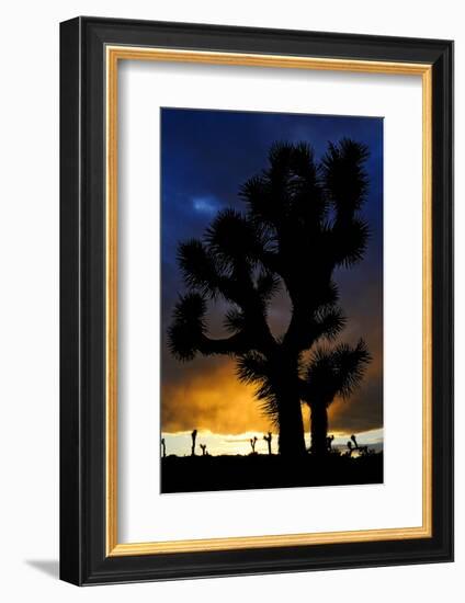 Silhouettte Of Joshua Tree (Yucca Brevifolia) At Sunset, Joshua Tree National Park, Mojave Desert-Jouan Rius-Framed Photographic Print