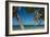 Silk Caye Island with Palm Trees, Caribbean Sea, Stann Creek District, Belize-null-Framed Photographic Print