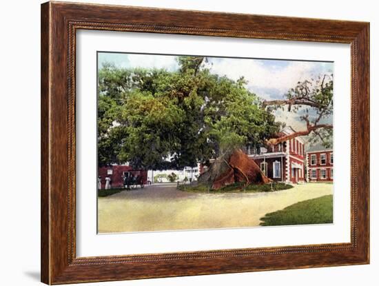 Silk Cotton Tree, Nassau, New Providence, Bahamas, C1900s-null-Framed Giclee Print