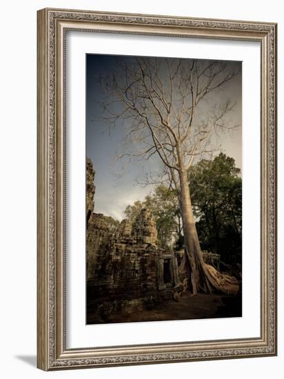 Silk Cotton Tree-Erin Berzel-Framed Photographic Print