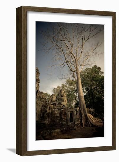 Silk Cotton Tree-Erin Berzel-Framed Photographic Print