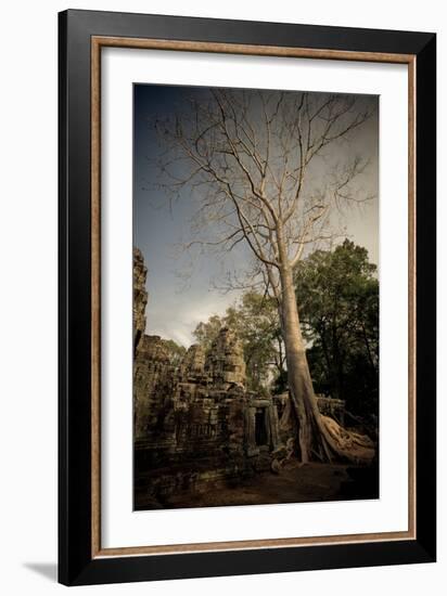 Silk Cotton Tree-Erin Berzel-Framed Photographic Print