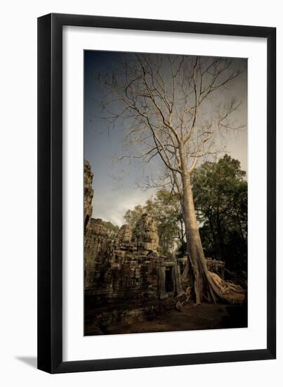 Silk Cotton Tree-Erin Berzel-Framed Photographic Print