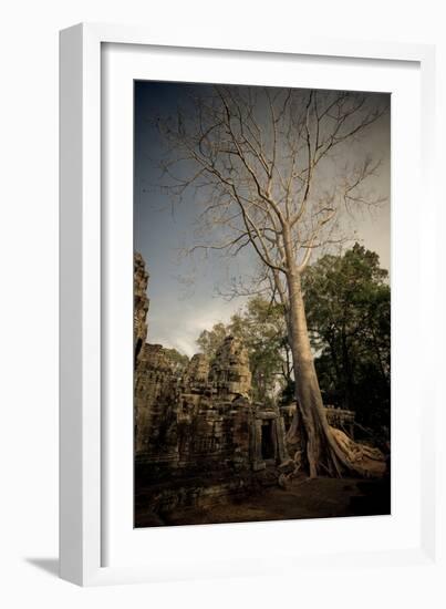 Silk Cotton Tree-Erin Berzel-Framed Photographic Print