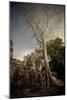 Silk Cotton Tree-Erin Berzel-Mounted Photographic Print