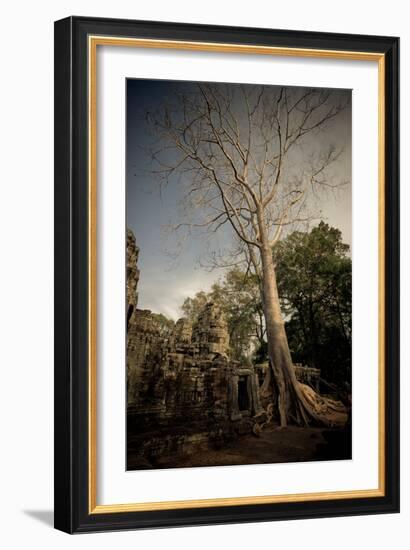 Silk Cotton Tree-Erin Berzel-Framed Photographic Print