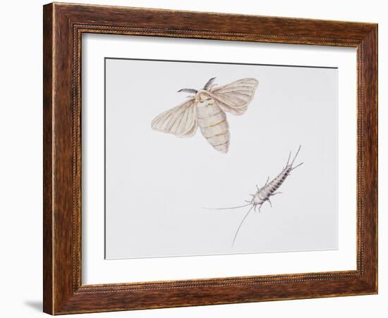 Silk Moth (Bombyx Mori)-null-Framed Giclee Print