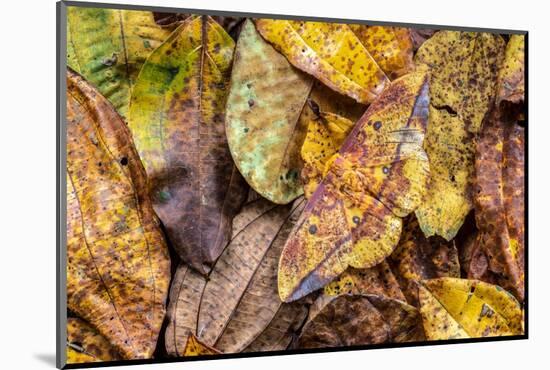 Silk moth camouflaged amongst leaf litter, Costa Rica-Nick Garbutt-Mounted Photographic Print