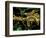 Silk Moth Caterpillars, Ankarana Special Reserve, Madagascar-Pete Oxford-Framed Photographic Print