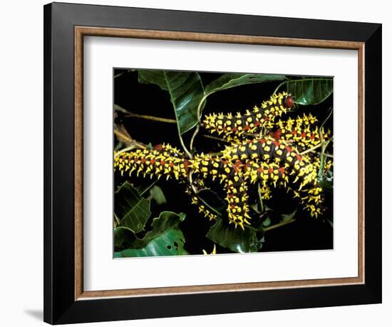 Silk Moth Caterpillars, Ankarana Special Reserve, Madagascar-Pete Oxford-Framed Photographic Print