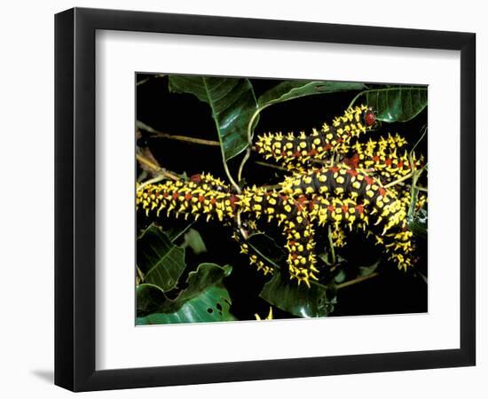 Silk Moth Caterpillars, Ankarana Special Reserve, Madagascar-Pete Oxford-Framed Photographic Print