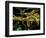 Silk Moth Caterpillars, Ankarana Special Reserve, Madagascar-Pete Oxford-Framed Photographic Print