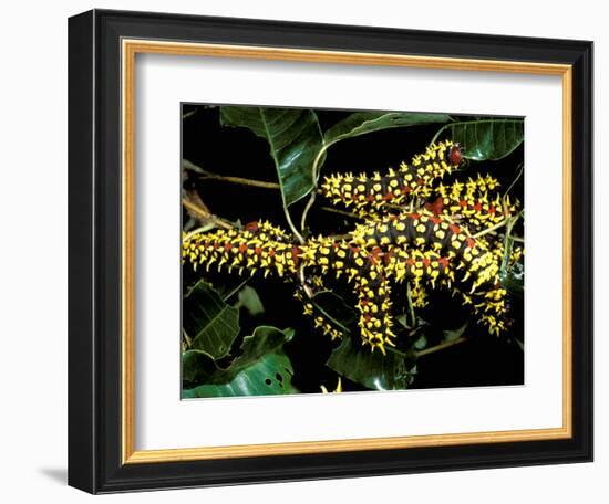 Silk Moth Caterpillars, Ankarana Special Reserve, Madagascar-Pete Oxford-Framed Photographic Print