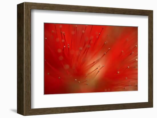 Silk Tree (Albiyia Julibrissin) Close-Up of Flower, Madeira, March 2009-Radisics-Framed Photographic Print