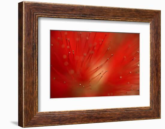 Silk Tree (Albiyia Julibrissin) Close-Up of Flower, Madeira, March 2009-Radisics-Framed Photographic Print